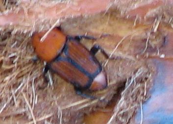 punteruolo rosso delle palme